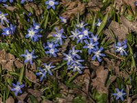 Scilla sardensis 8, Kleine sneeuwroem, Saxifraga-Jan an der Straaten