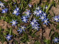 Scilla sardensis 9, Kleine sneeuwroem, Saxifraga-Jan an der Straaten
