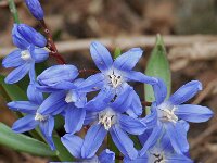 Scilla siberica, Siberian Squill