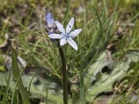Scilla verna 11, Saxifraga-Willem van Kruijsbergen