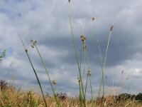 Scirpoides holoschoenus, Round-headed Club-rush