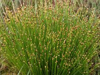 Scirpus gemanicus