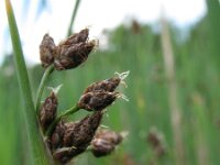 Scirpus lacustris ssp tabernaemontani 1, Ruwe bies, Saxifraga-Rutger Barendse