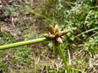 Scirpus mucronatus