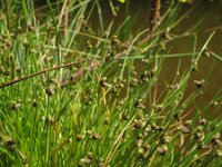 Scirpus setaceus