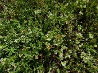 Scleranthus perennis 15, Overblijvende hardbloem, Saxifraga-Ed Stikvoort : rondom Sail-sous-Couzan s9900