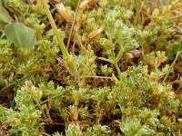 Scleranthus perennis 17, Overblijvende hardbloem, Saxifraga-Ed Stikvoort