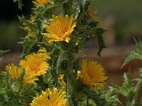 Scolymus hispanicus, Golden Thistle