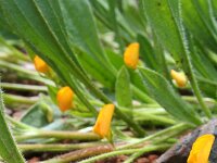 Scorpiurus vermiculatus 1, Saxifraga-Jeroen Willemsen