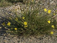 Scorzonera cretica 1, Saxifraga-Willem van Kruijsbergen