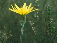 Scorzonera humilis 1, Kleine schorseneer, Saxifraga-Hans Dekker