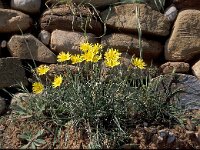 Scorzonera mollis 1, Saxifraga-Jan van der Straten