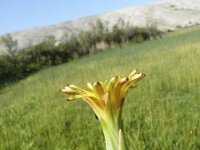 Scorzonera parviflora