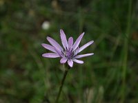 Scorzonera purpurea, Purple Vipers-grass