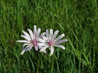 Scorzonera rosea 1, Saxifraga-Jeroen Willemsen