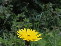 Scorzoneroides pyrenaica