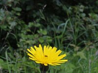 Scorzoneroides pyrenaica 1, Saxifraga-Jeroen Willemsen