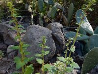 Scrophularia arguta 1, Saxifraga-Ed Stikvoort