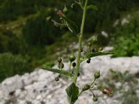 Scrophularia bosniaca