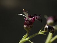 Scrophularia canina 1, Hondshelmkruid, Saxifraga-Jan van der Straaten