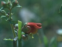 Scrophularia frutescens