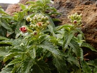 Scrophularia glabrata 1, Saxifraga-Ed Stikvoort