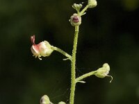 Scrophularia lucida