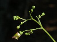 Scrophularia nodosa, Common Figwort