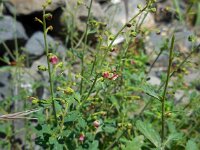 Scrophularia olympica