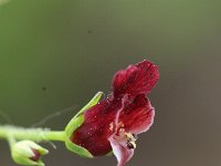 Scrophularia peregrina