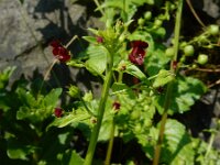 Scrophularia peregrina 7, Koraalhelmkruid, Saxifraga-Ed Stikvoort : Amsterdam Den Haag