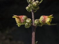 Scrophularia sambucifolia, Elder-leaved Figwort