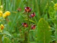 Scrophularia scopolii