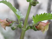 Scrophularia trifoliata 1, Saxifraga-Rutger Barendse