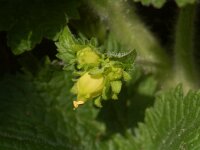 Scrophularia vernalis,Yellow Figwort