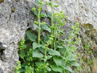 Scrophularia vernalis 10, Voorjaarshelmkruid Saxifraga-Rutger Barendse