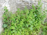 Scrophularia vernalis 15, Voorjaarshelmkruid Saxifraga-Rutger Barendse