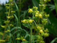 Scrophularia vernalis 17, Voorjaarshelmkruid, Saxifraga-Ed Stikvoort