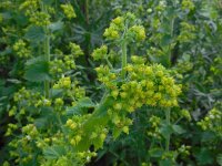 Scrophularia vernalis 19, Voorjaarshelmkruid, Saxifraga-Ed Stikvoort