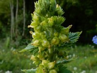Scrophularia vernalis 20, Voorjaarshelmkruid, Saxifraga-Ed Stikvoort