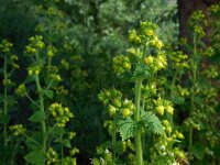 Scrophularia vernalis 21, Voorjaarshelmkruid, Saxifraga-Ed Stikvoort