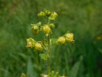 Scrophularia vernalis 22, Voorjaarshelmkruid, Saxifraga-Ed Stikvoort