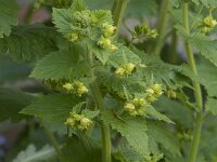 Scrophularia vernalis 24, Voorjaarshelmkruid, Saxifraga-Willem van Kruijsbergen