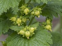 Scrophularia vernalis 25, Voorjaarshelmkruid, Saxifraga-Willem van Kruijsbergen