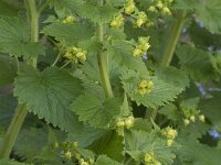 Scrophularia vernalis 26, Voorjaarshelmkruid, Saxifraga-Willem van Kruijsbergen