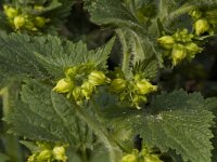 Scrophularia vernalis 3, Voorjaarshelmkruid, Saxifraga-Willem van Kruijsbergen