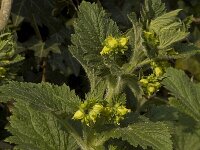 Scrophularia vernalis 4, Voorjaarshelmkruid, Saxifraga-Willem van Kruijsbergen