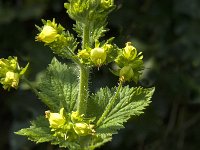 Scrophularia vernalis 8, Voorjaarshelmkruid, Saxifraga-Jan van der Straaten