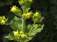 Scrophularia vernalis 8, Voorjaarshelmkruid, Saxifraga-Jan van der Straaten