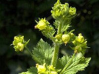 Scrophularia vernalis 9, Voorjaarshelmkruid, Saxifraga-Jan van der Straaten